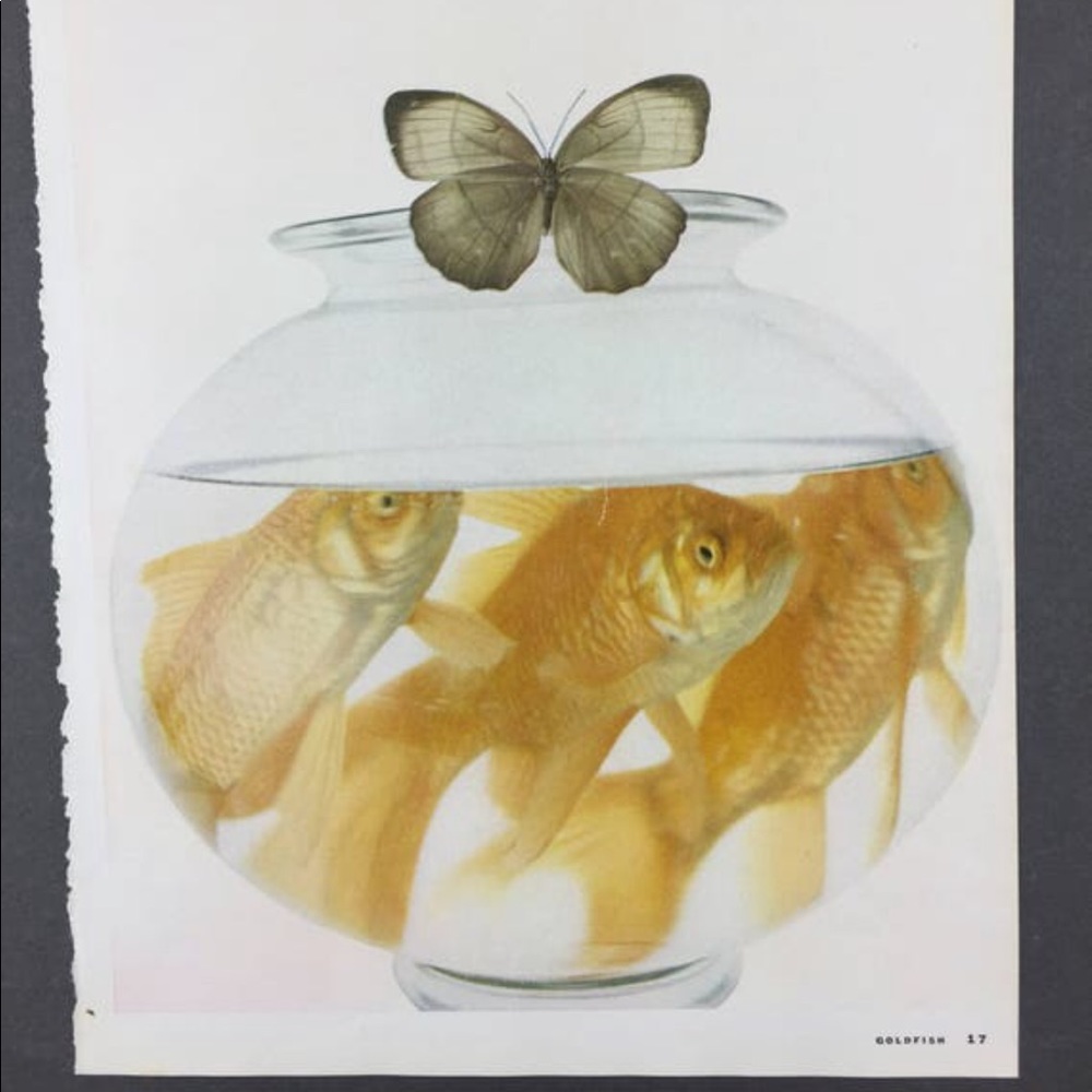 ! 1 Page/2 Sides from VTG 1951 Photo Book, Goldfish & Moth, Danny Kaye & Symbols